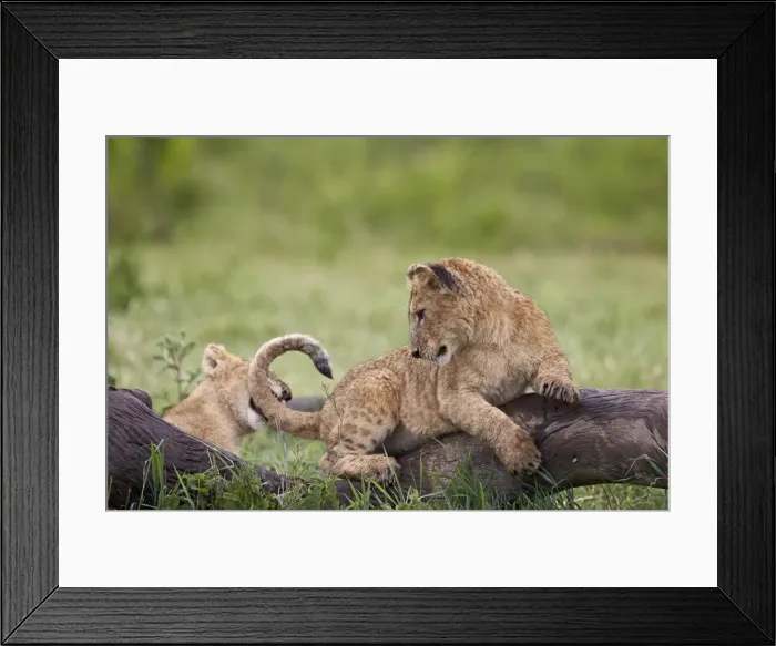 Framed Print : Lion (Panthera Leo) cubs playing, Ngorongoro Crater, Tanzania, East Africa, Africa Framed Print : Lion (Panthera Leo) cubs playing, Ngorongoro Crater, Tanzania, East Africa, Africa