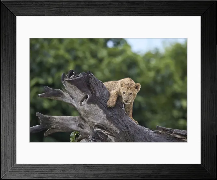 Framed Print : Lion (Panthera Leo) cub on a downed tree trunk in the rain, Ngorongoro Crater, Tanzania Framed Print : Lion (Panthera Leo) cub on a downed tree trunk in the rain, Ngorongoro Crater, Tanzania