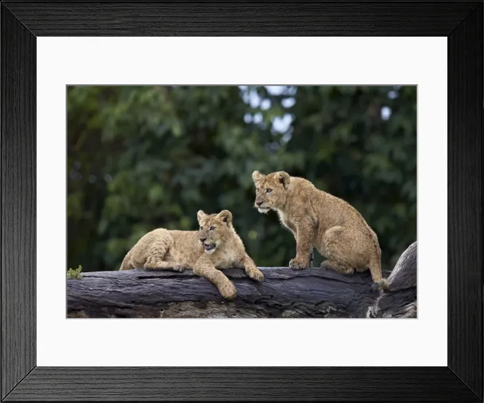 Framed Print : Lion (Panthera Leo) cubs on a downed tree trunk in the rain, Ngorongoro Crater, Tanzania Framed Print : Lion (Panthera Leo) cubs on a downed tree trunk in the rain, Ngorongoro Crater, Tanzania