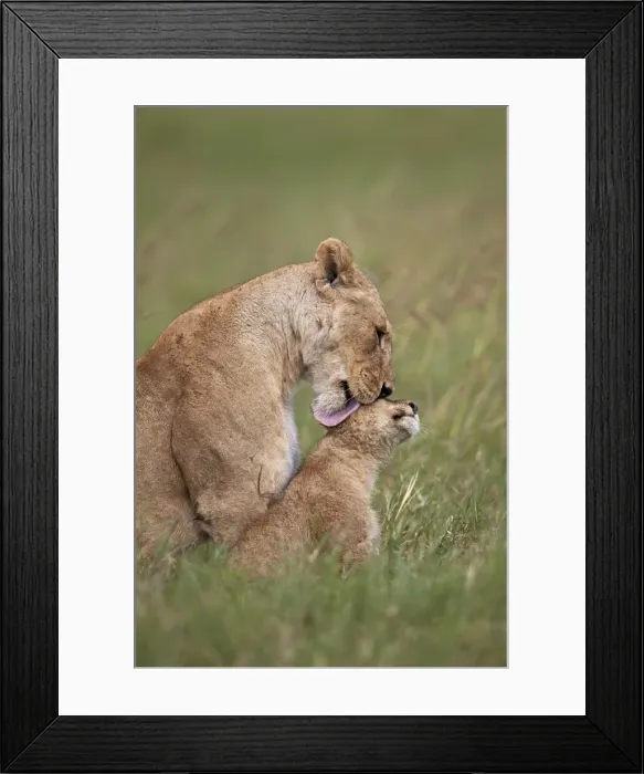 Framed Print : Lion (Panthera leo) female grooming a cub, Ngorongoro Crater, Tanzania, East Africa Framed Print : Lion (Panthera leo) female grooming a cub, Ngorongoro Crater, Tanzania, East Africa