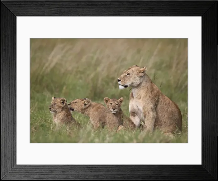 Framed Print : Lion (Panthera leo) female and three cubs, Ngorongoro Crater, Tanzania, East Africa Framed Print : Lion (Panthera leo) female and three cubs, Ngorongoro Crater, Tanzania, East Africa