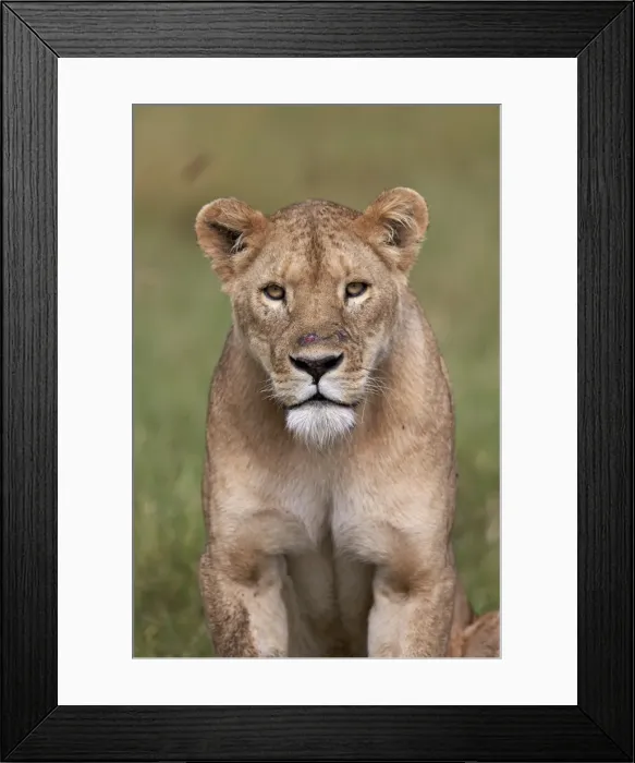 Framed Print : Lion (Panthera Leo) female (lioness), Ngorongoro Crater, Tanzania, East Africa, Africa Framed Print : Lion (Panthera Leo) female (lioness), Ngorongoro Crater, Tanzania, East Africa, Africa