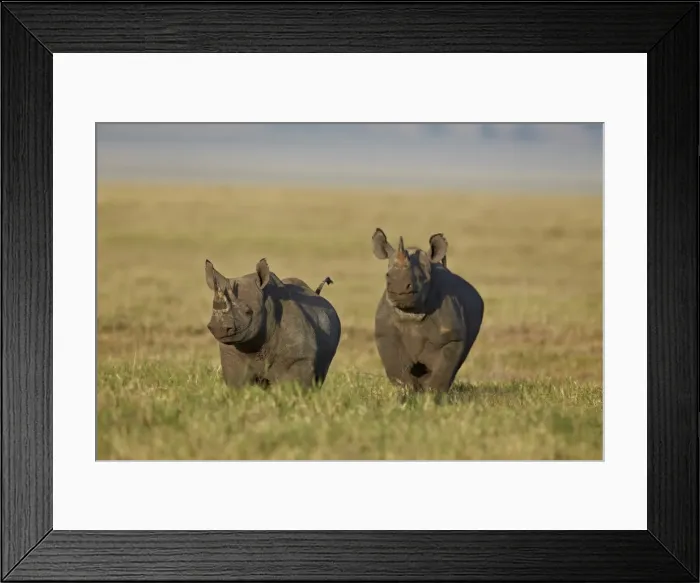 Framed Print : Black rhinoceros (hook-lipped rhinoceros) (Diceros bicornis) pair, Ngorongoro Crater Framed Print : Black rhinoceros (hook-lipped rhinoceros) (Diceros bicornis) pair, Ngorongoro Crater