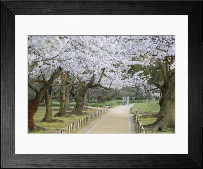 Framed Print : People walking under cherry trees in blossom in Koraku-en Garden, Okayama, Okayama Prefecture Framed Print : People walking under cherry trees in blossom in Koraku-en Garden, Okayama, Okayama Prefecture