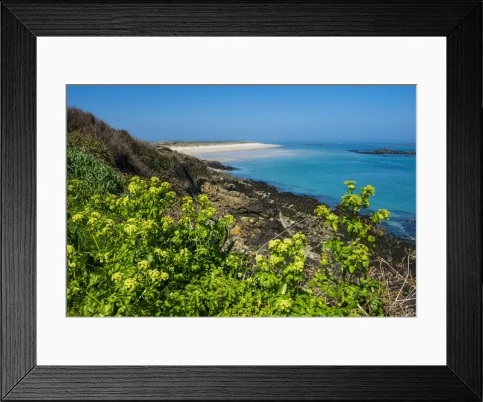 Framed Print : Blooming flowers with Shell Beach in the background, Herm, Channel Islands, United Kingdom Framed Print : Blooming flowers with Shell Beach in the background, Herm, Channel Islands, United Kingdom