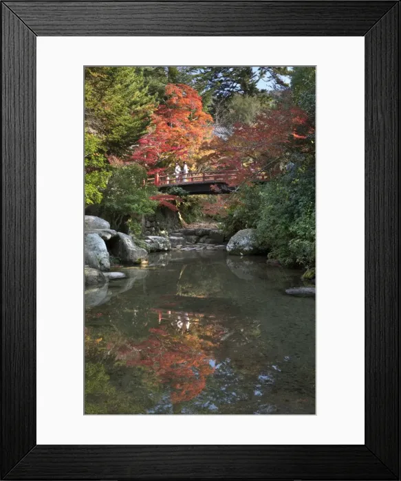 Framed Print : Japanese bridge in Momijidani Park (Japanese Maple Park) in autumn, Miyajima Island