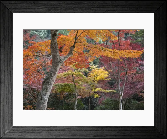 Framed Print : Maple trees in autumn, Momijidani Park (Japanese Maple Park), Miyajima Island, Western Honshu Framed Print : Maple trees in autumn, Momijidani Park (Japanese Maple Park), Miyajima Island, Western Honshu