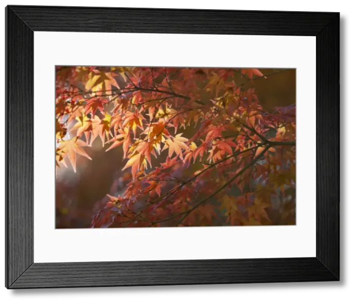 Framed Print : Autumnal maple leaves, Kyoto, Japan, Asia Framed Print : Autumnal maple leaves, Kyoto, Japan, Asia