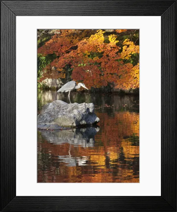 Framed Print : Heron on lake in autumn, Eikan-do Temple, Northern Higashiyama, Kyoto, Japan, Asia Framed Print : Heron on lake in autumn, Eikan-do Temple, Northern Higashiyama, Kyoto, Japan, Asia
