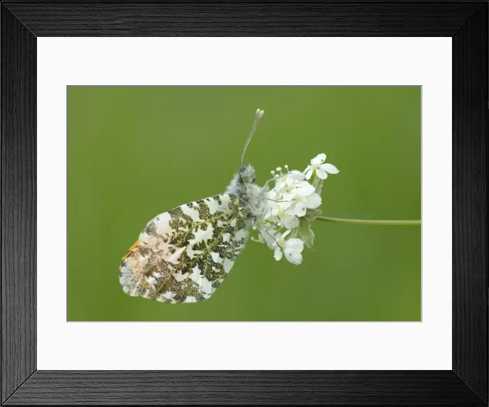Framed Print : Orange tip butterfly (Anthocharis cardamines) resting on common valerian flowers Framed Print : Orange tip butterfly (Anthocharis cardamines) resting on common valerian flowers