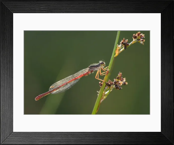 Framed Print : Male small red damselfly (Ceriagrion tenellum) infested with mites perched on a sedge stem