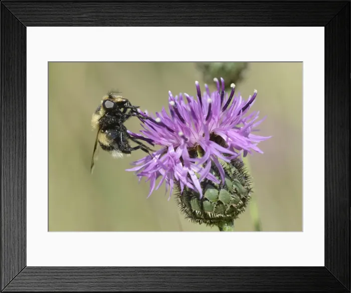 Framed Print : Hoverfly (Volucella bombylans var. plumata) visiting a greater knapweed flower (Centaurea