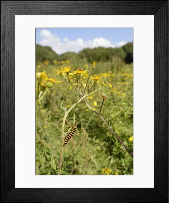 Framed Print : Cinnabar moth caterpillars (Tyria jacobaeae) feeding on Ragwort plants (Senecio jacobaea) Framed Print : Cinnabar moth caterpillars (Tyria jacobaeae) feeding on Ragwort plants (Senecio jacobaea)