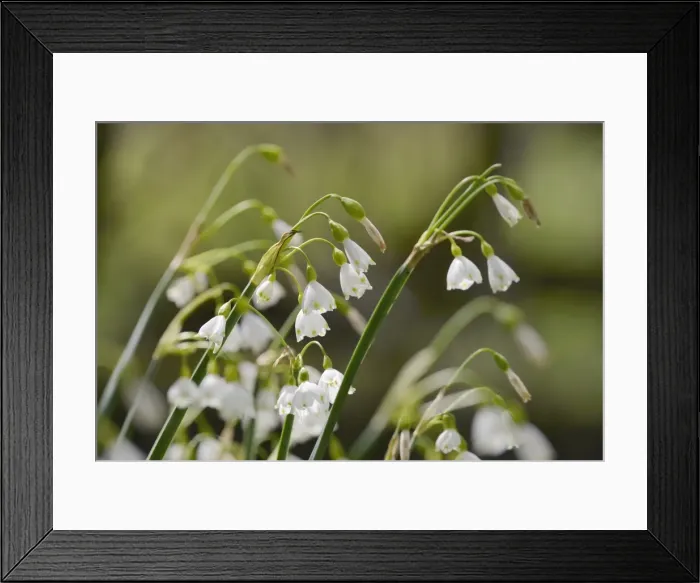 Framed Print : Summer snowflake (Loddon lily (Leucojum aestivum) flowering in damp riverside woodland Framed Print : Summer snowflake (Loddon lily (Leucojum aestivum) flowering in damp riverside woodland