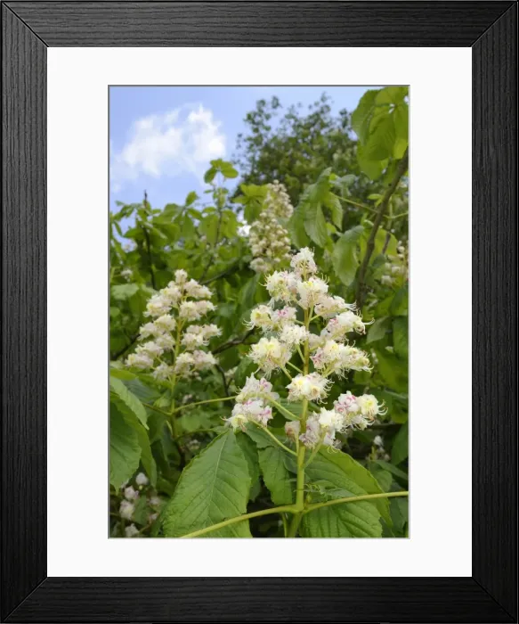Framed Print : Horse chestnut (Aesculus hippocastanum) flower candelabras, Wiltshire, England, United Kingdom Framed Print : Horse chestnut (Aesculus hippocastanum) flower candelabras, Wiltshire, England, United Kingdom