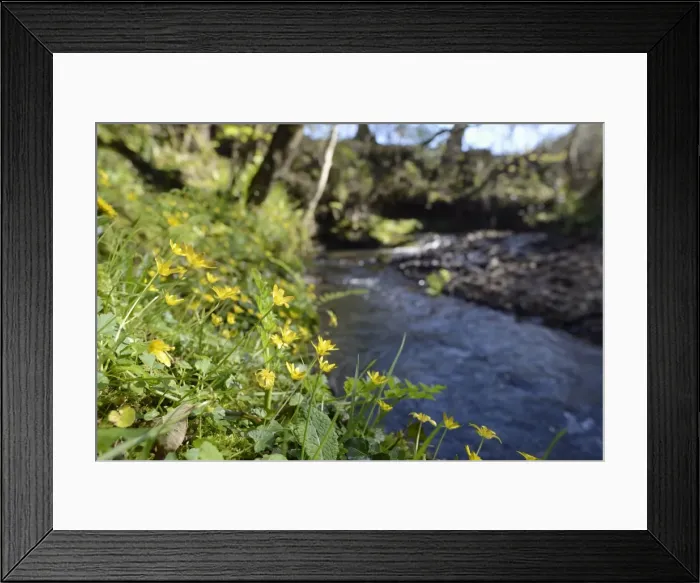 Framed Print : Lesser celandines (Ranunculus ficaria) flowering on a stream bank in woodland, Millook Valley Woods Framed Print : Lesser celandines (Ranunculus ficaria) flowering on a stream bank in woodland, Millook Valley Woods