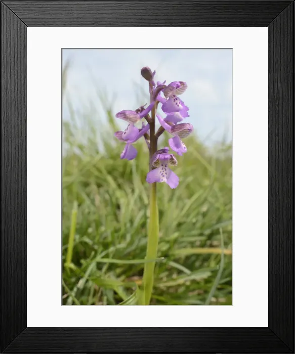 Framed Print : Green-winged orchid (Orchis) (Anacamptis morio) flowering in a traditional hay meadow Framed Print : Green-winged orchid (Orchis) (Anacamptis morio) flowering in a traditional hay meadow