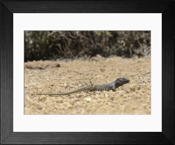 Framed Print : Male Tenerife lizard (Western Canaries lizard) (Gallotia galloti) raising its back