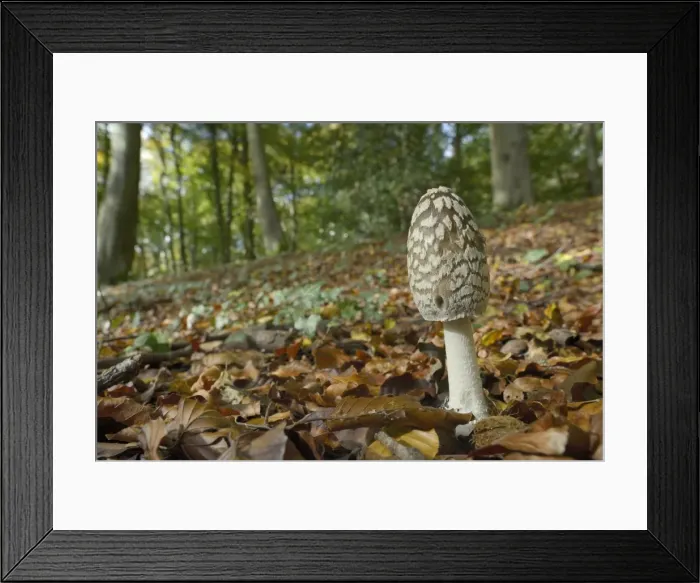 Framed Print : Magpie Inkcap (Coprinopsis) (Coprinus picacea) in beech woodland, Buckholt Wood National Framed Print : Magpie Inkcap (Coprinopsis) (Coprinus picacea) in beech woodland, Buckholt Wood National