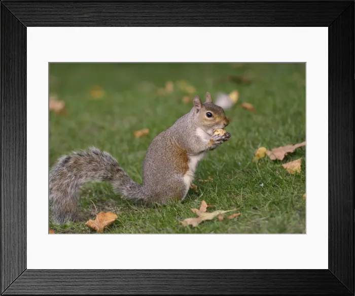Framed Print : Grey squirrel (Sciurus carolinensis) biting into a peach stone left by a tourist on a lawn in St Framed Print : Grey squirrel (Sciurus carolinensis) biting into a peach stone left by a tourist on a lawn in St