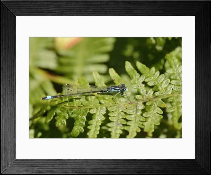 Framed Print : Male blue-tailed damselfly (Ischnura elegans) resting on a bracken frond, Studland Heath