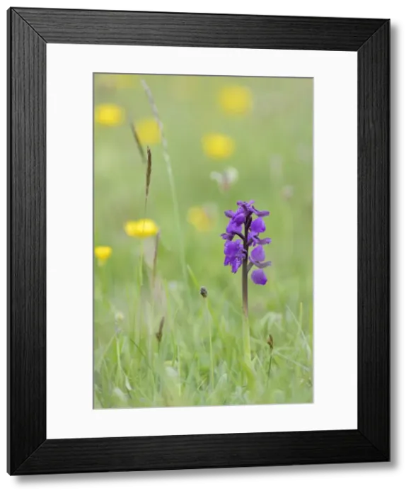 Framed Print : Green-winged orchid (Orchis) (Anacamptis morio) flowering in a hay meadow alongside Framed Print : Green-winged orchid (Orchis) (Anacamptis morio) flowering in a hay meadow alongside