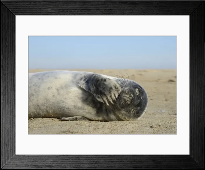 Framed Print : Grey seal pup (Halichoerus grypus) chewing a flipper while lying on a sandy beach Framed Print : Grey seal pup (Halichoerus grypus) chewing a flipper while lying on a sandy beach