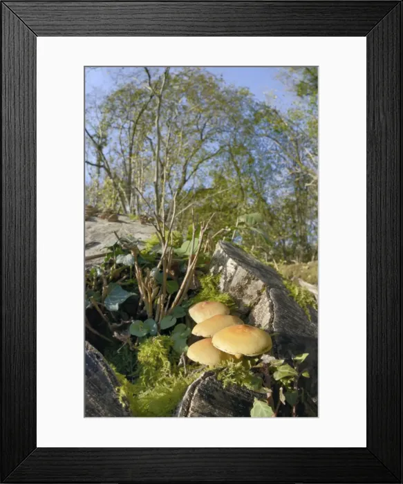 Framed Print : Sulphur tuft fungi (Hypholoma fasciculare) growing on a rotten mossy log in deciduous woodland Framed Print : Sulphur tuft fungi (Hypholoma fasciculare) growing on a rotten mossy log in deciduous woodland