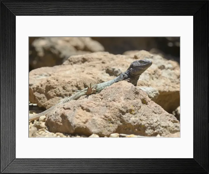 Framed Print : Male Tenerife lizard (Western Canaries lizard) (Gallotia galloti) sun basking on volcanic rock Framed Print : Male Tenerife lizard (Western Canaries lizard) (Gallotia galloti) sun basking on volcanic rock
