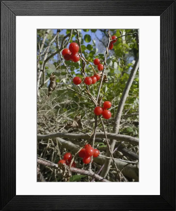 Framed Print : Black bryony berries (Dioscoria communis) on climbing stems in woodland, Gloucestershire Framed Print : Black bryony berries (Dioscoria communis) on climbing stems in woodland, Gloucestershire