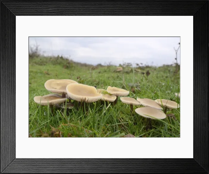 Framed Print : Butter caps (Collybia butyraceae) growing in grassland, Whiteford Burrows, Gower Peninsula Framed Print : Butter caps (Collybia butyraceae) growing in grassland, Whiteford Burrows, Gower Peninsula