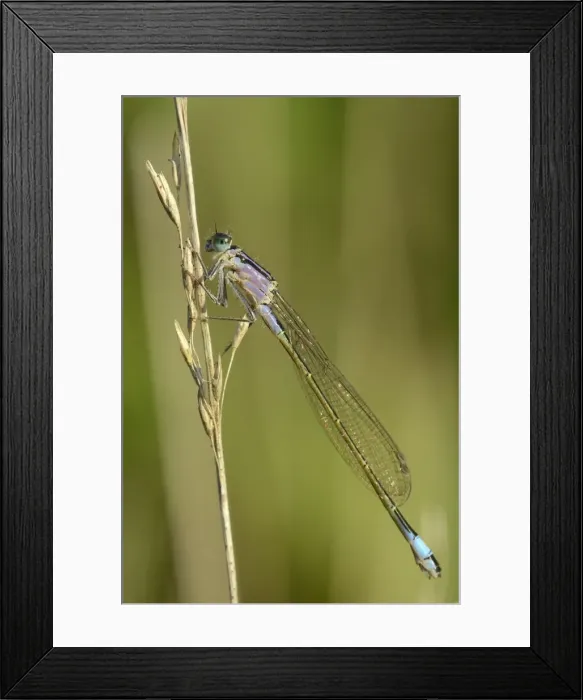 Framed Print : Female blue-tailed damselfly (Ischnura elegans), violet form, resting on a dried grass stem