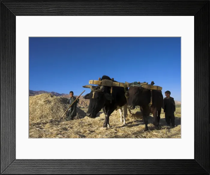 Framed Print : Boys threshing with oxen, Bamiyan, Bamiyan Province, Afghanistan, Asia
