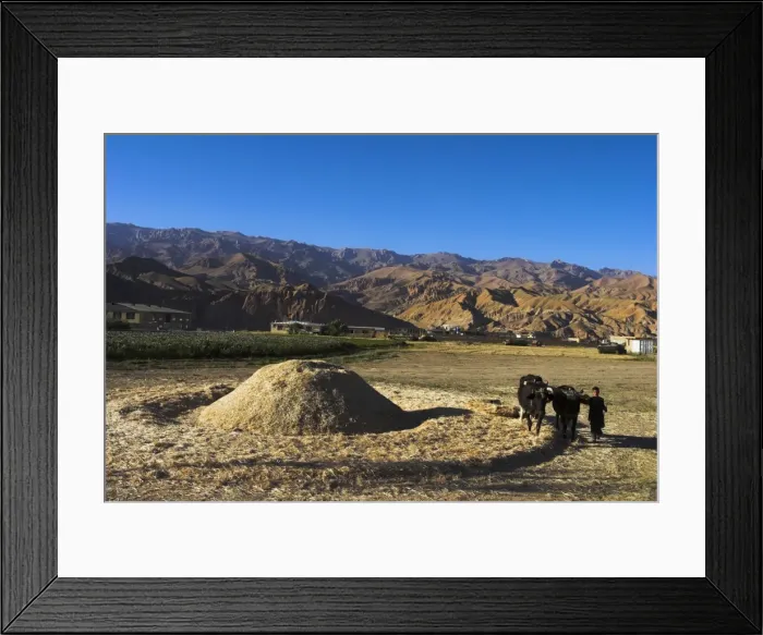 Framed Print : Boy threshing with oxen, Bamiyan Province, Afghanistan, Asia Framed Print : Boy threshing with oxen, Bamiyan Province, Afghanistan, Asia