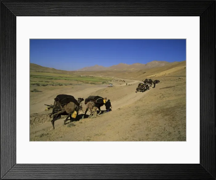 Framed Print : Kuchie camel train, between Chakhcharan and Djam, Afghanistan, Asia Framed Print : Kuchie camel train, between Chakhcharan and Djam, Afghanistan, Asia