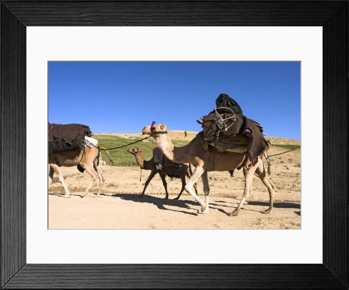 Framed Print : Woman sitting on top of camel, Kuchie nomad camel train, between Chakhcharan and Jam Framed Print : Woman sitting on top of camel, Kuchie nomad camel train, between Chakhcharan and Jam