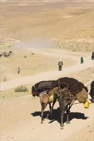 Kuchie nomad camel train, between Chakhcharan and Jam, Afghanistan, Asia