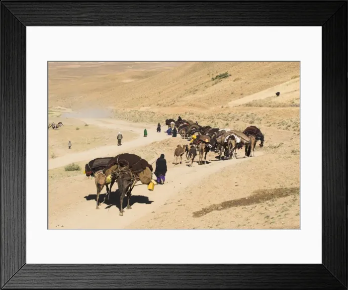 Framed Print : Kuchie nomad camel train, between Chakhcharan and Jam, Afghanistan, Asia Framed Print : Kuchie nomad camel train, between Chakhcharan and Jam, Afghanistan, Asia