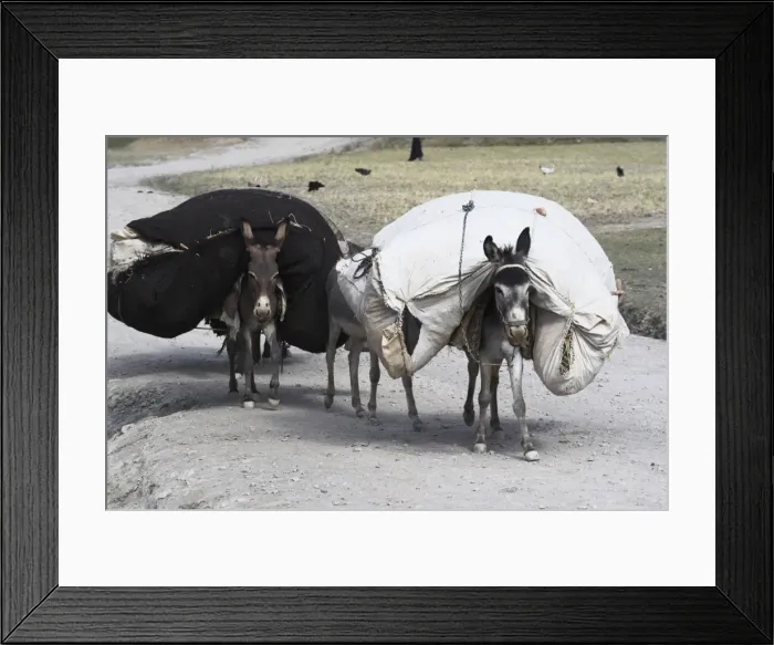 Framed Print : Laden donkeys, Pal-Kotal-i-Guk, between Chakhcharan and Jam, Afghanistan, Asia Framed Print : Laden donkeys, Pal-Kotal-i-Guk, between Chakhcharan and Jam, Afghanistan, Asia