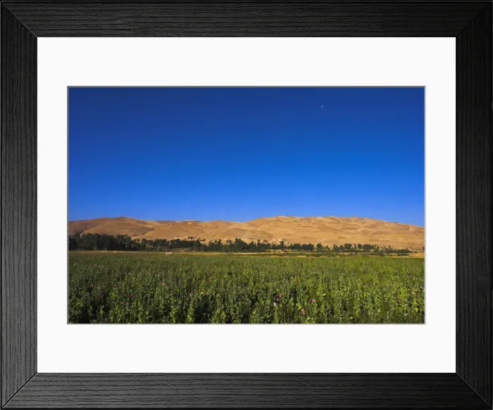 Framed Print : Poppy field between Daulitiar and Chakhcharan, Afghanistan, Asia Framed Print : Poppy field between Daulitiar and Chakhcharan, Afghanistan, Asia