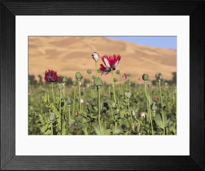 Framed Print : Poppy field between Daulitiar and Chakhcharan, Afghanistan, Asia Framed Print : Poppy field between Daulitiar and Chakhcharan, Afghanistan, Asia