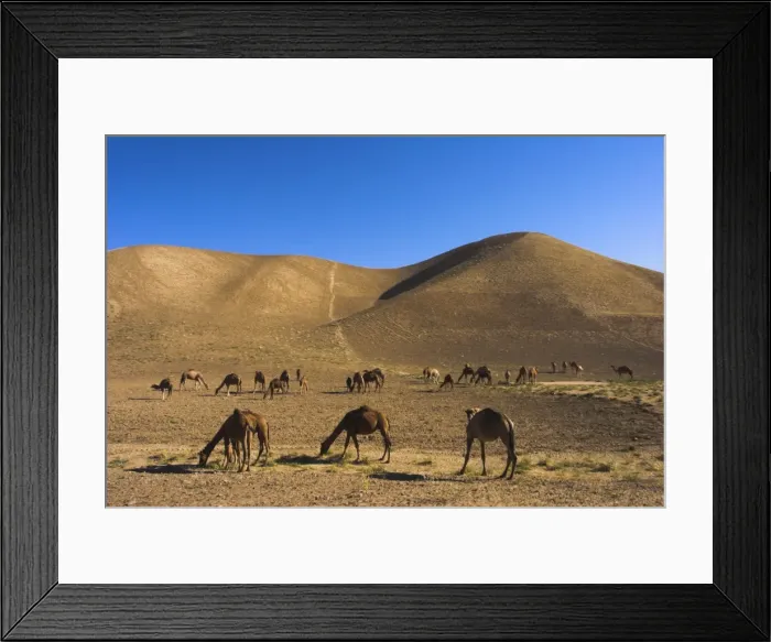 Framed Print : Camels, between Herat and Maimana (after Bala Murghah), Afghanistan, Asia Framed Print : Camels, between Herat and Maimana (after Bala Murghah), Afghanistan, Asia