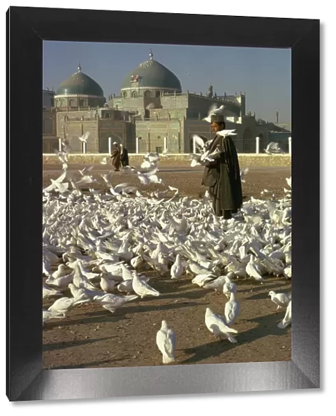Man feeding white doves in front of the shrine of Ali at Mazar-i-Sharif in Afghanistan