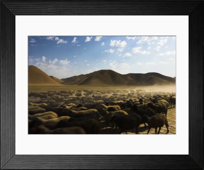 Framed Print : Flock of sheep between Maimana and Mazar-I-Sharif, Afghanistan, Asia Framed Print : Flock of sheep between Maimana and Mazar-I-Sharif, Afghanistan, Asia