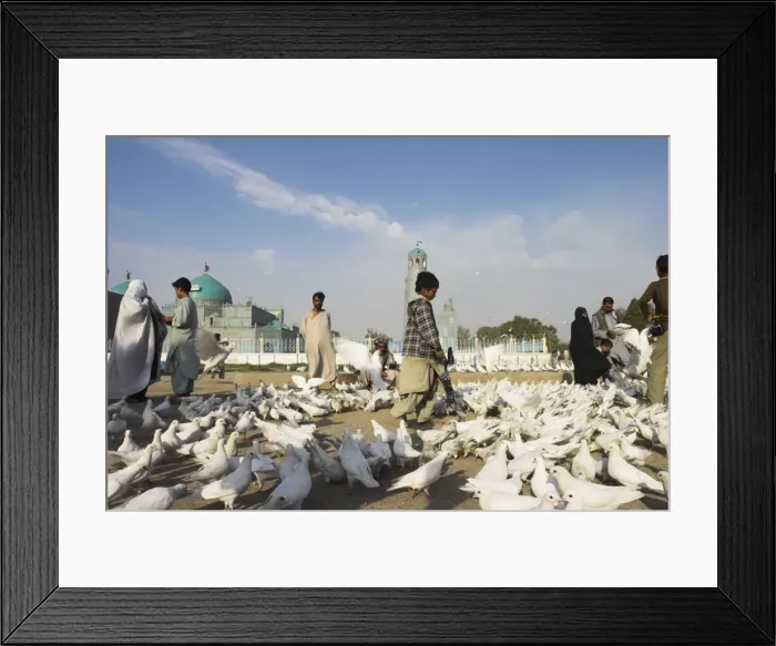 Framed Print : Street boy walks amongst the famous white pigeons, Shrine of Hazrat Ali Framed Print : Street boy walks amongst the famous white pigeons, Shrine of Hazrat Ali