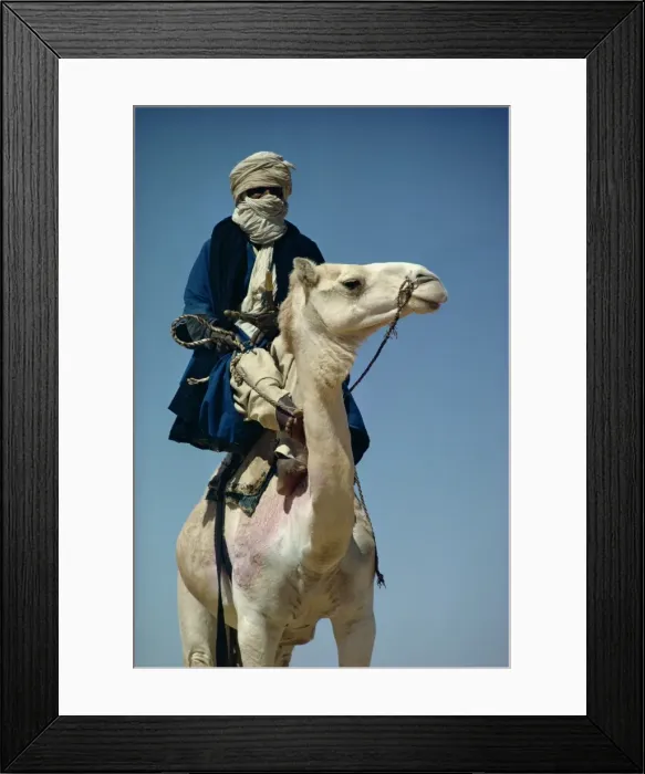 Framed Print : Camel and rider, Sahara Desert, Algeria, Africa Framed Print : Camel and rider, Sahara Desert, Algeria, Africa