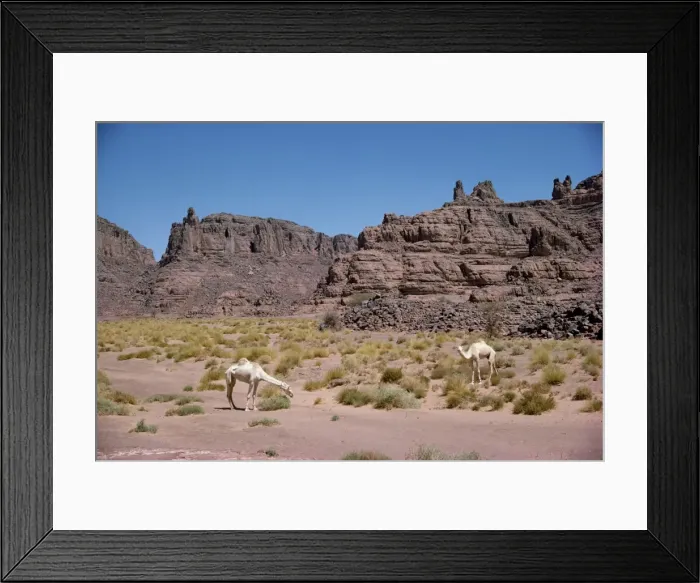 Framed Print : Camels, near the edge of the Fadnoun Plateau, Sahara Desert, Algeria, North Africa
