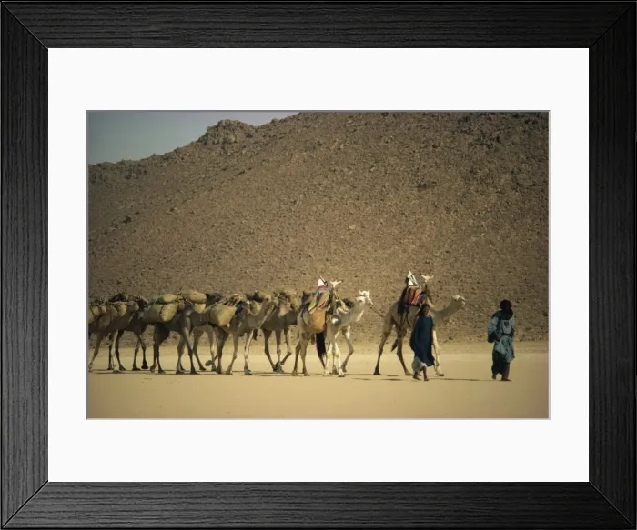 Framed Print : Tuareg people leading camel train across desert, Algeria, North Africa, Africa Framed Print : Tuareg people leading camel train across desert, Algeria, North Africa, Africa