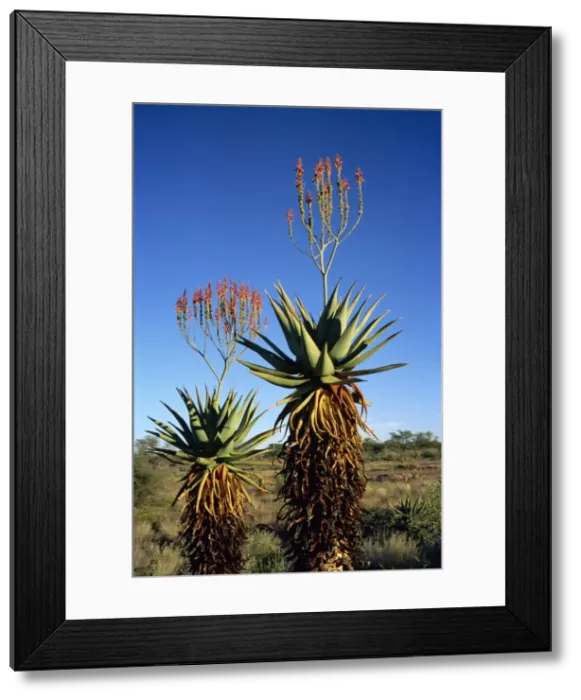 Framed Print : Aloe species in desert scrubland, Botswana, Africa Framed Print : Aloe species in desert scrubland, Botswana, Africa