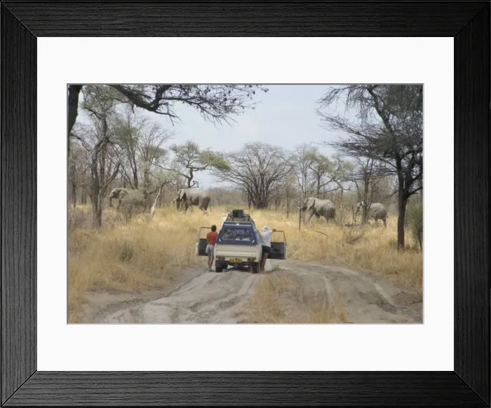 Framed Print : Tourist standing by car watching elephants cross road, Chobe National Park Framed Print : Tourist standing by car watching elephants cross road, Chobe National Park